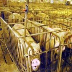 Pigs in Close Proximity Given Antibiotics to Prevent Spread of Disease