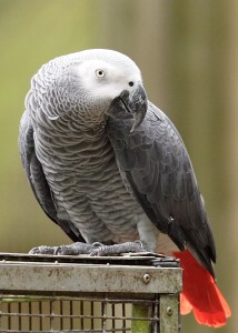 Alex the African Grey Parrot